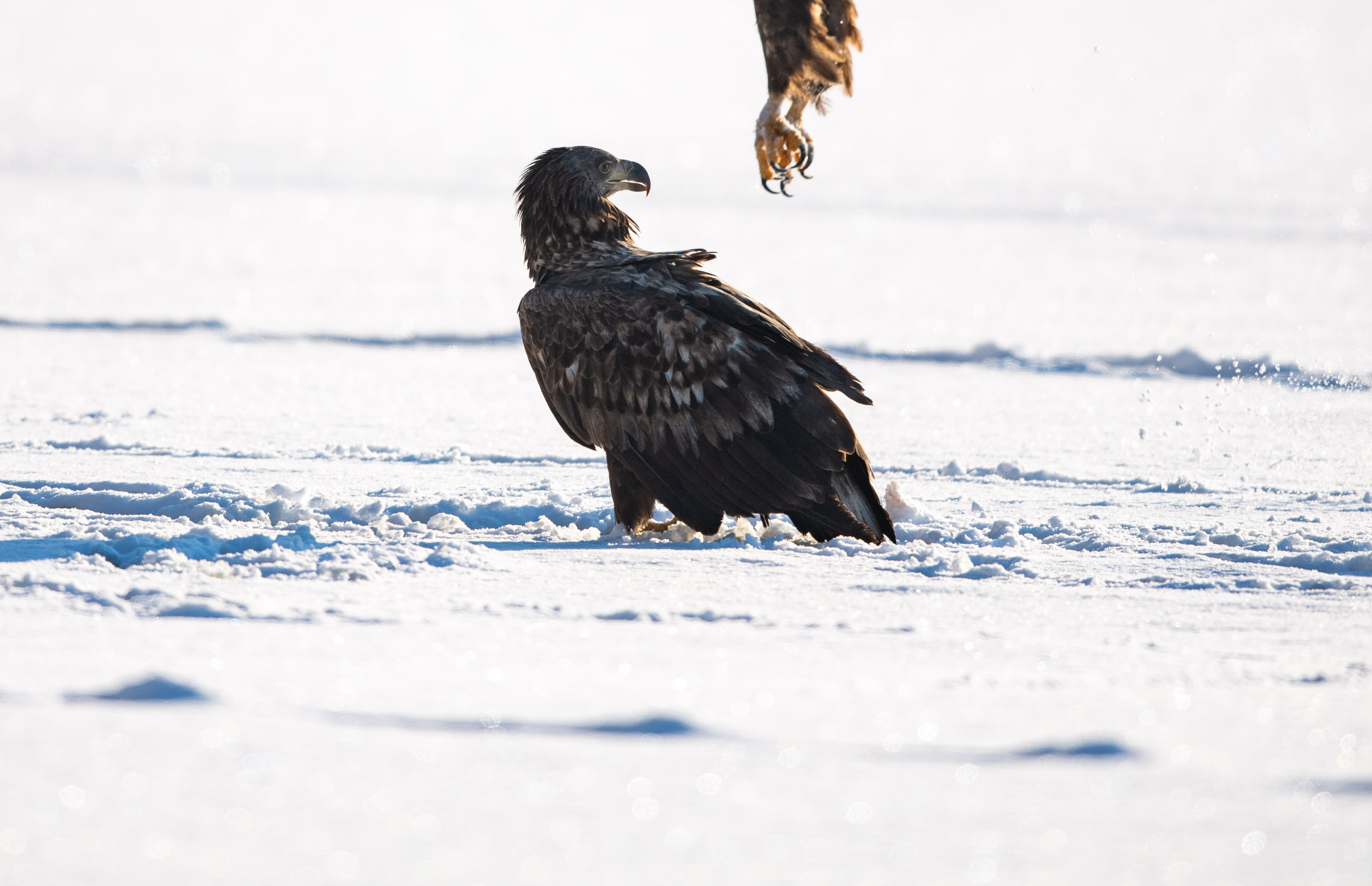 Na zamrzlém rybníce